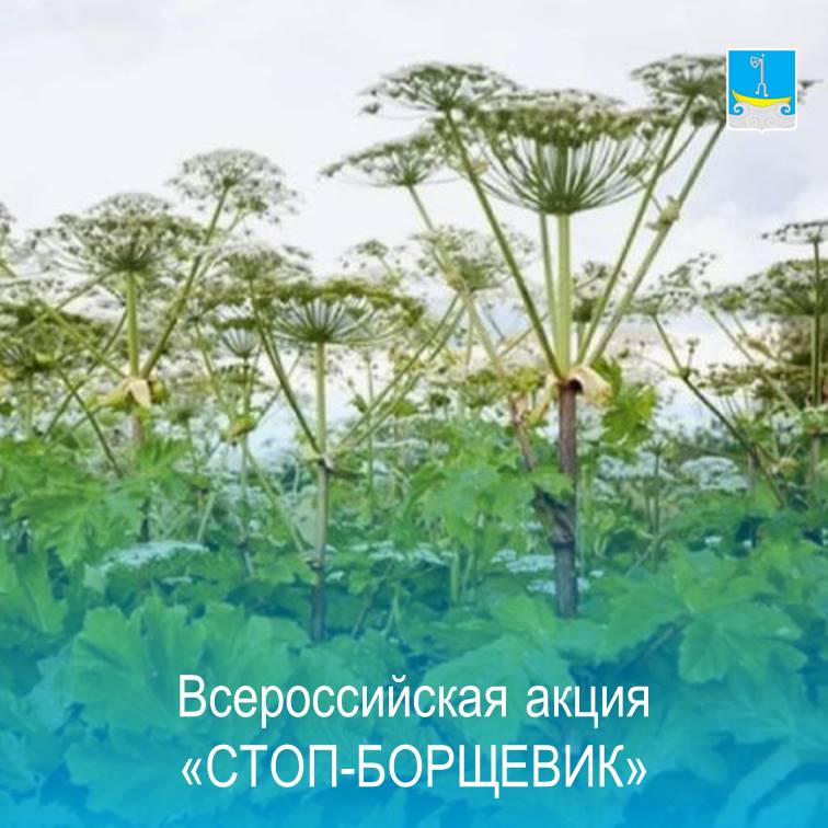 с 10 июня по 30 июня на территории  Холмогорского округа будет дан старт Всероссийской акции по борьбе с борщевиком Сосновского. Акция #СтопБорщевик приурочена к Международному дню биологического разнообразия (22 мая)..